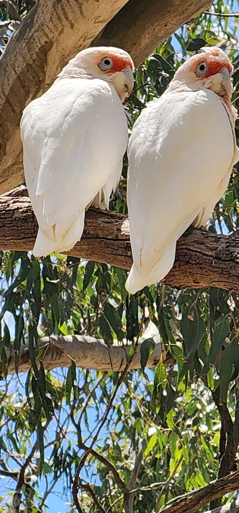 长嘴凤头鹦鹉(Cacatua tenuirostris)