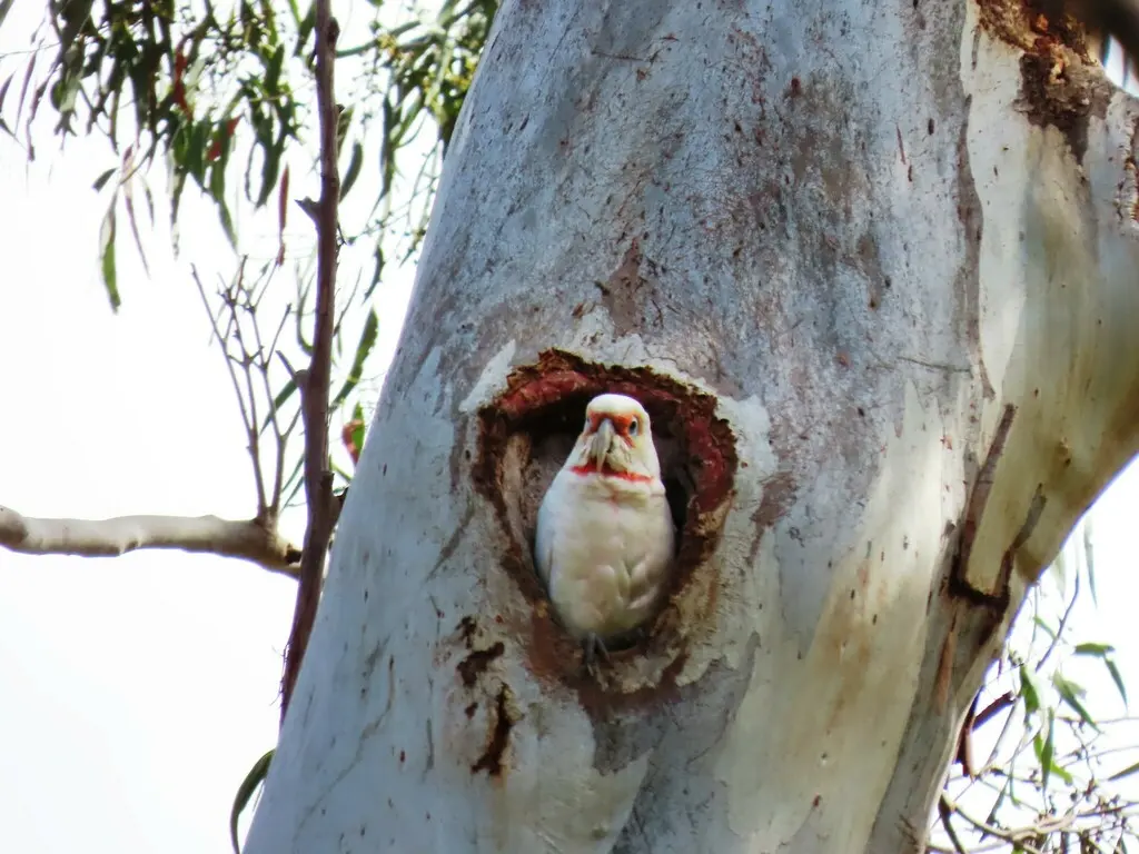 长嘴凤头鹦鹉(Cacatua tenuirostris)