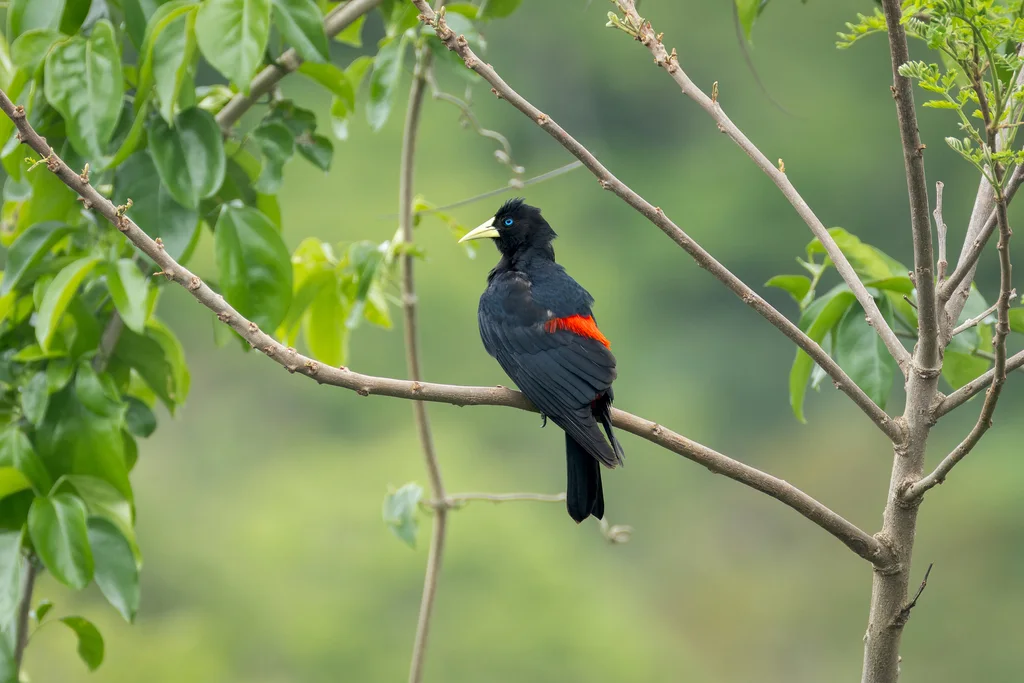 红腰酋长鹂(Cacicus haemorrhous)