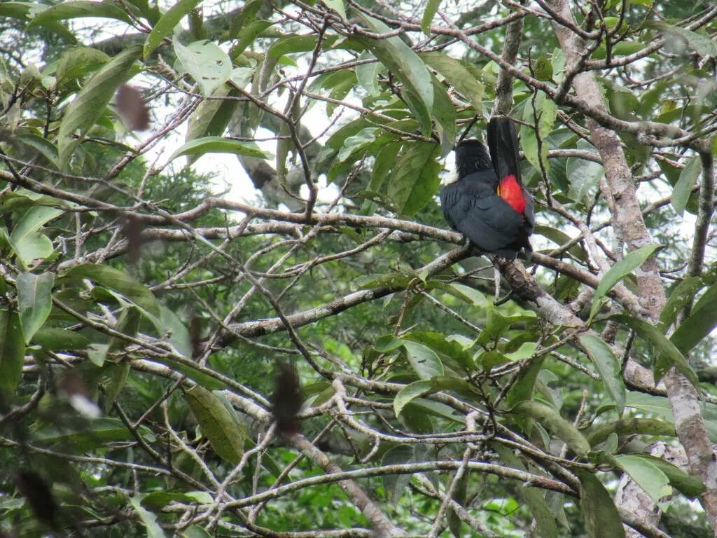 红腰酋长鹂(Cacicus haemorrhous)