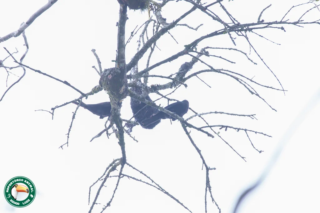 红腰酋长鹂(Cacicus haemorrhous)