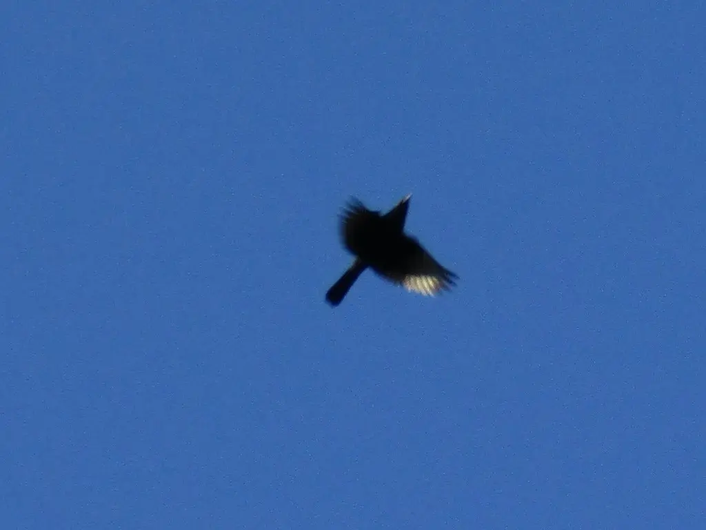 红腰酋长鹂(Cacicus haemorrhous)