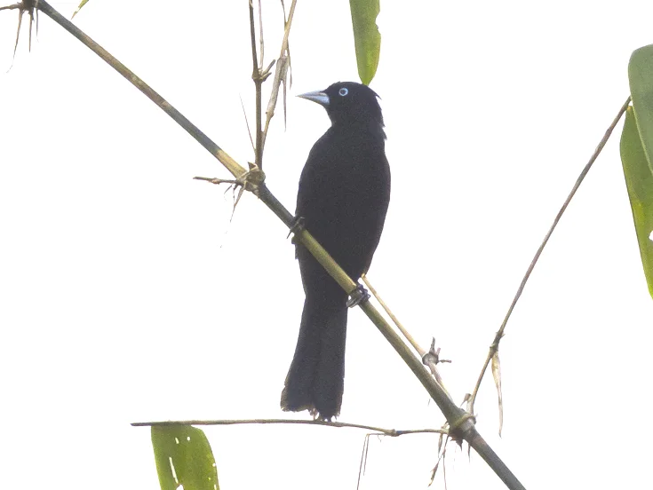 秘鲁酋长鹂(Cacicus koepckeae)