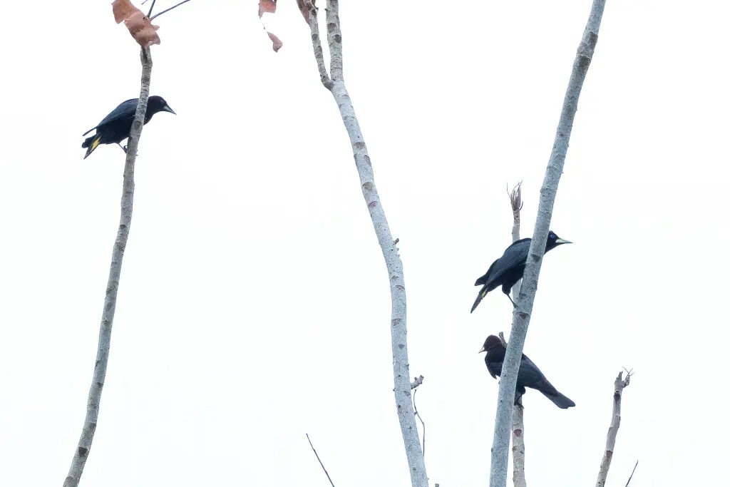 斑尾拟椋鸟(Cacicus latirostris)