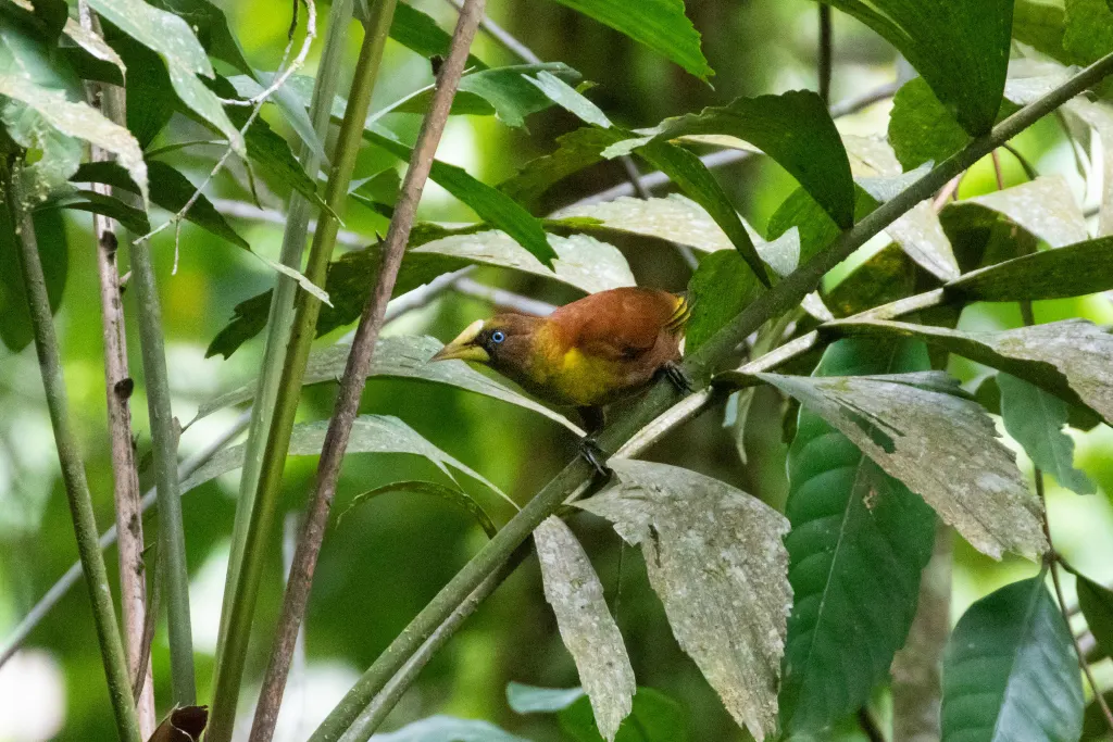 盔拟椋鸟(Cacicus oseryi)