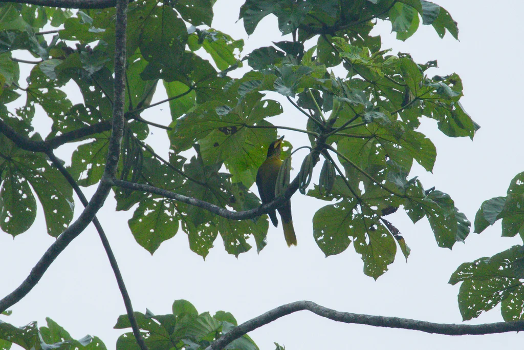 盔拟椋鸟(Cacicus oseryi)