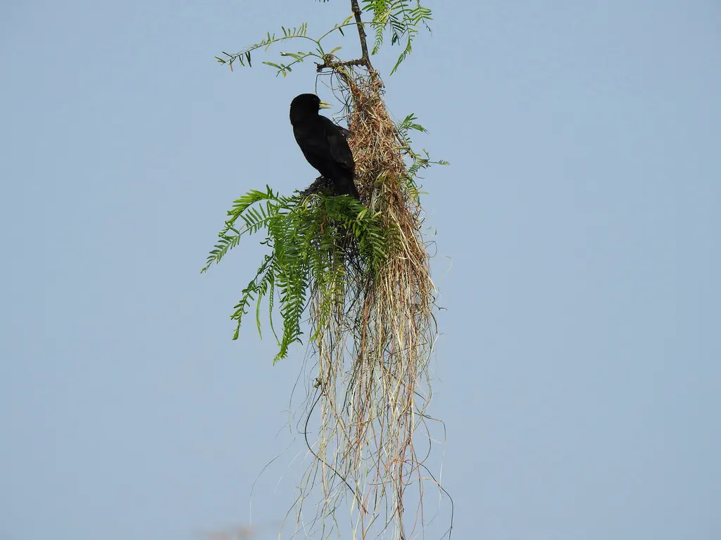 黑酋长鹂(Cacicus solitarius)