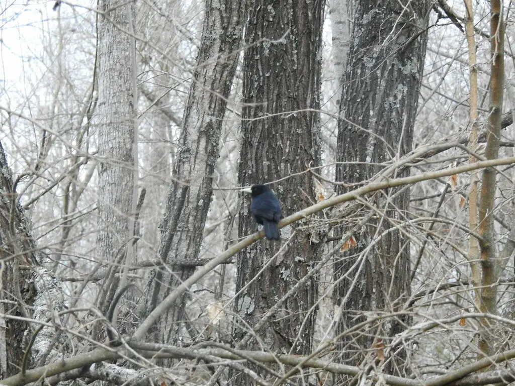 黑酋长鹂(Cacicus solitarius)