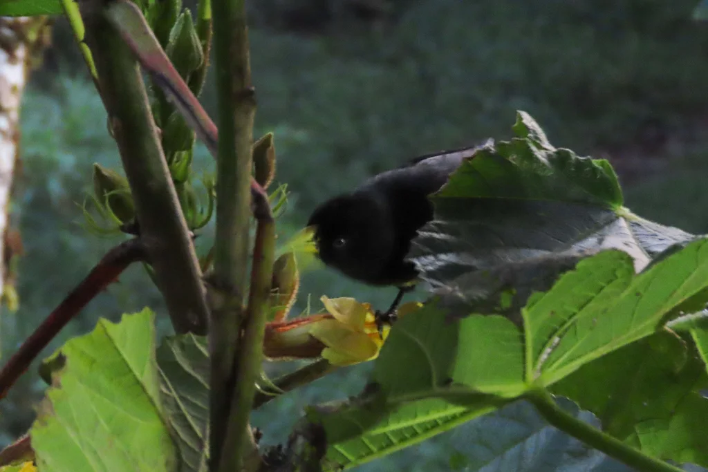亚热带酋长鹂(Cacicus uropygialis)