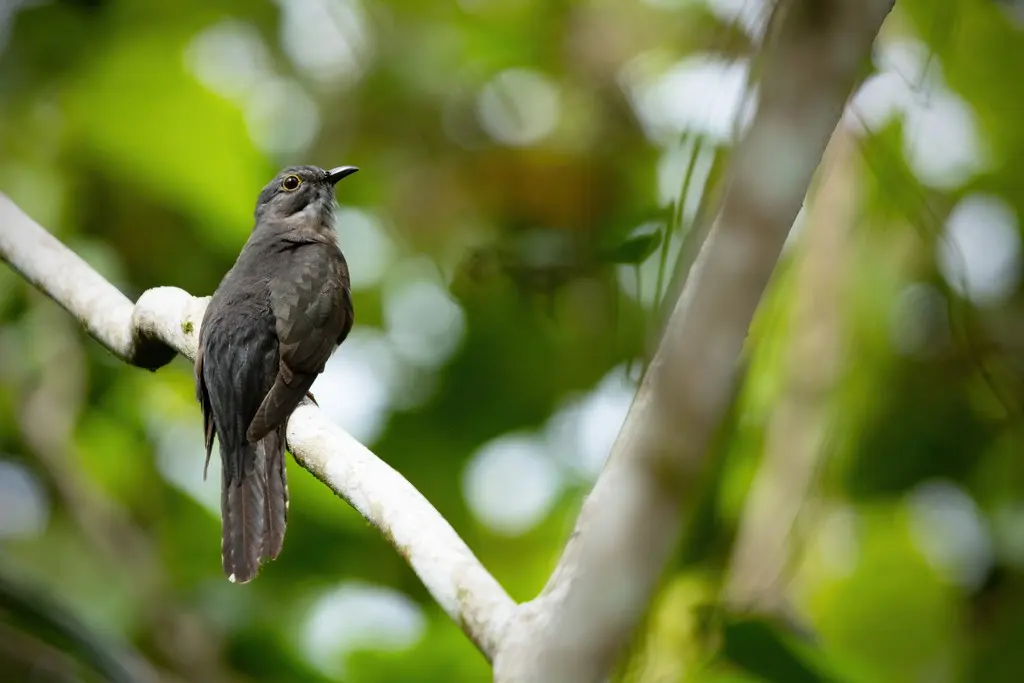 摩鹿加杜鹃(Cacomantis aeruginosus)