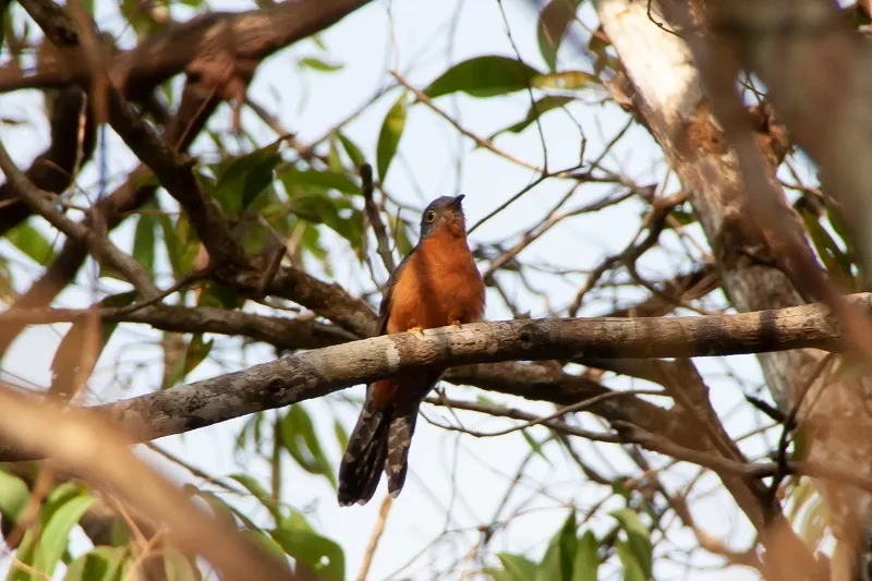栗胸杜鹃(Cacomantis castaneiventris)