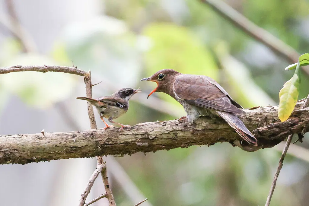 扇尾杜鹃(Cacomantis flabelliformis)