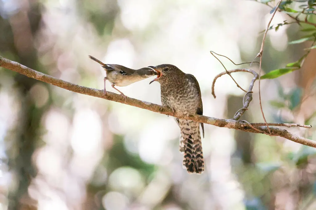 扇尾杜鹃(Cacomantis flabelliformis)