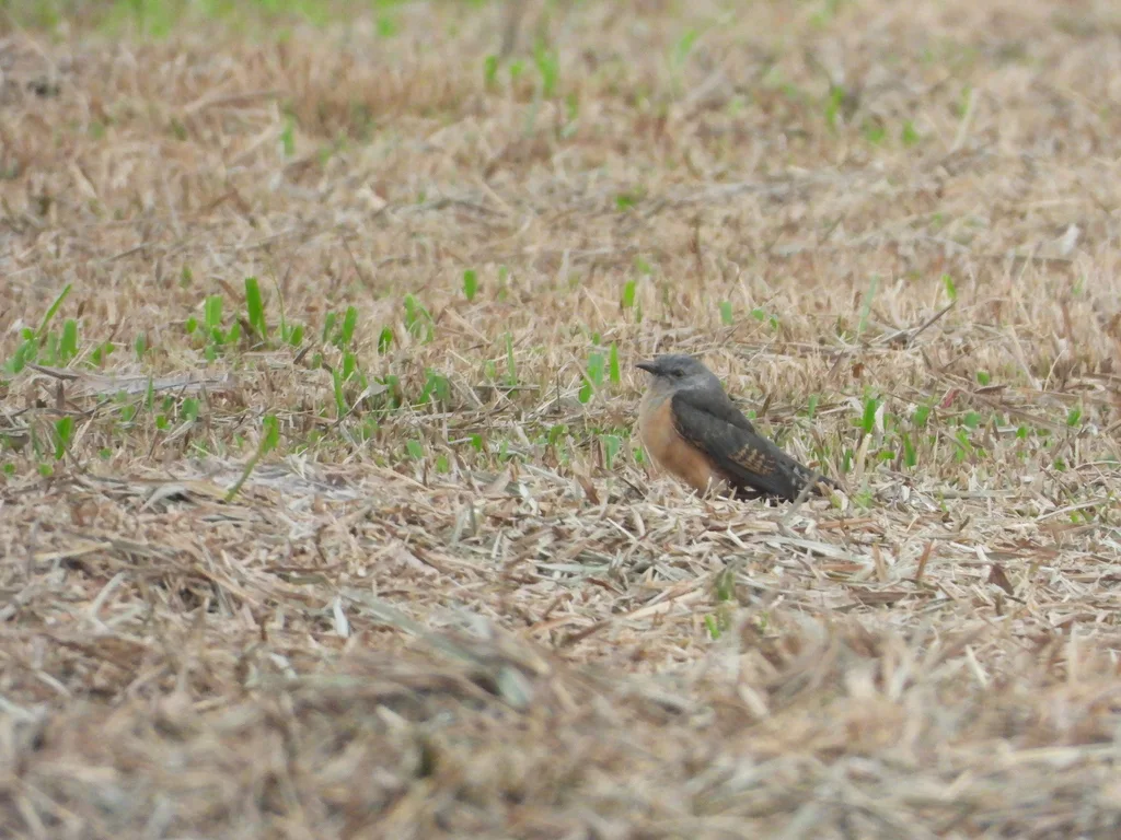 八声杜鹃(Cacomantis merulinus)