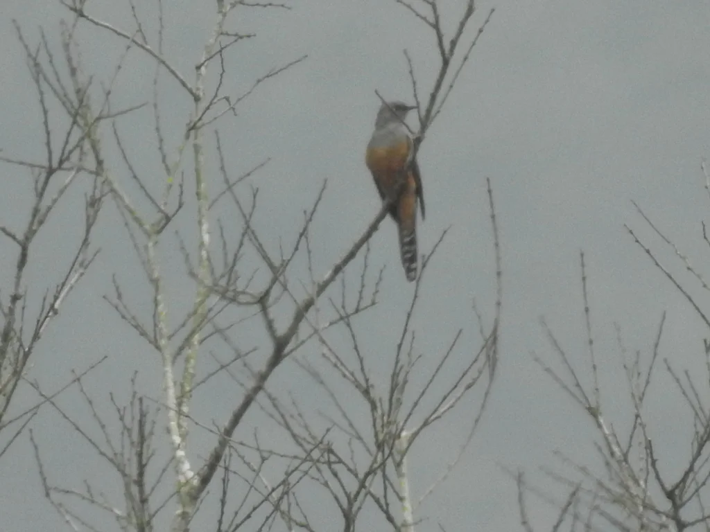 八声杜鹃(Cacomantis merulinus)