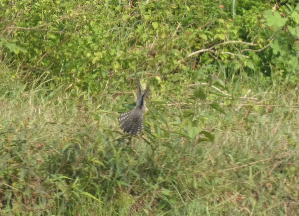 八声杜鹃(Cacomantis merulinus)