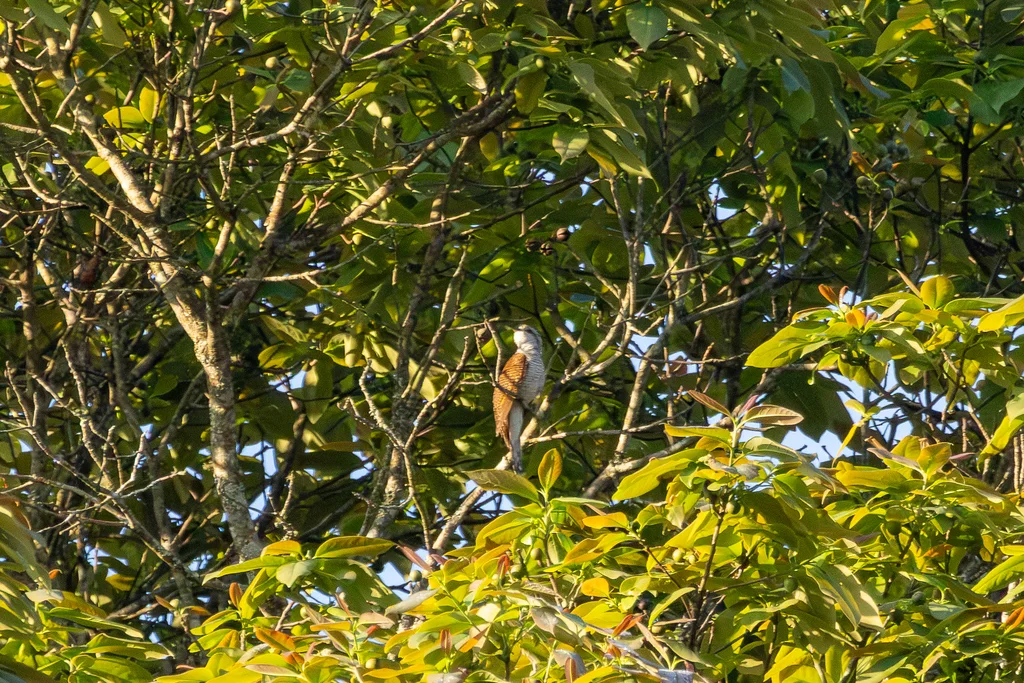 栗斑杜鹃(Cacomantis sonneratii)