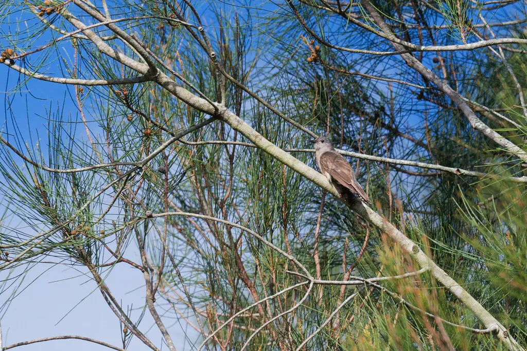 灌丛杜鹃(Cacomantis variolosus)
