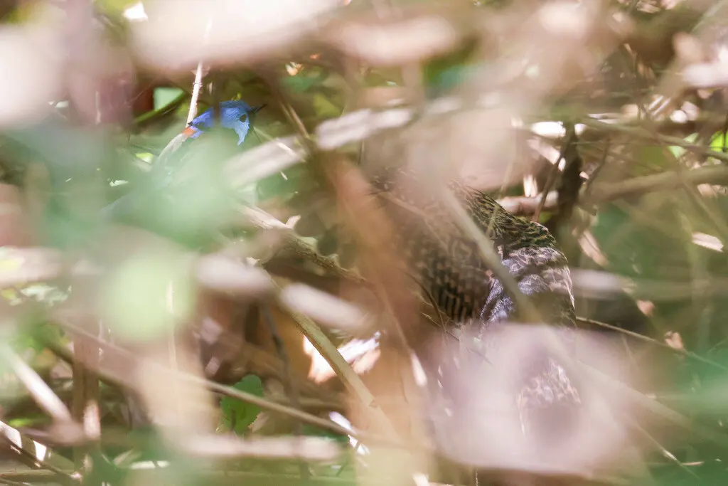 灌丛杜鹃(Cacomantis variolosus)