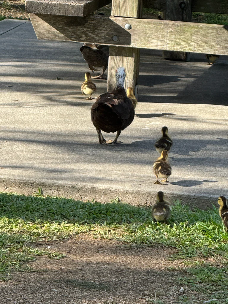 疣鼻栖鸭(Cairina moschata)
