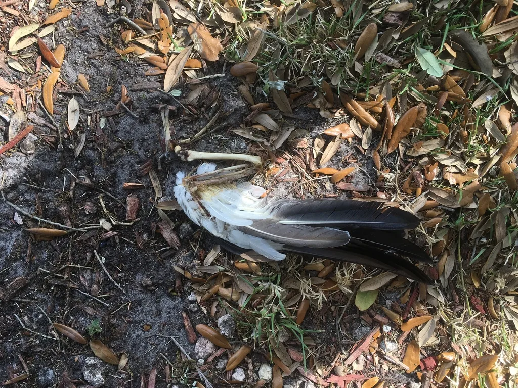 疣鼻栖鸭(Cairina moschata)