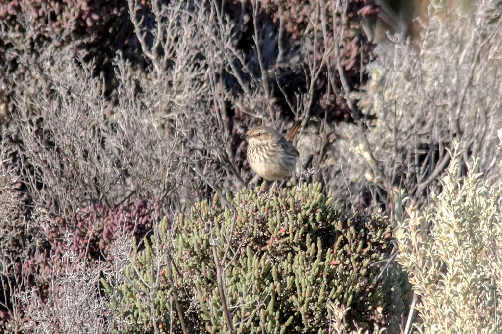 褐刺莺(Calamanthus campestris)
