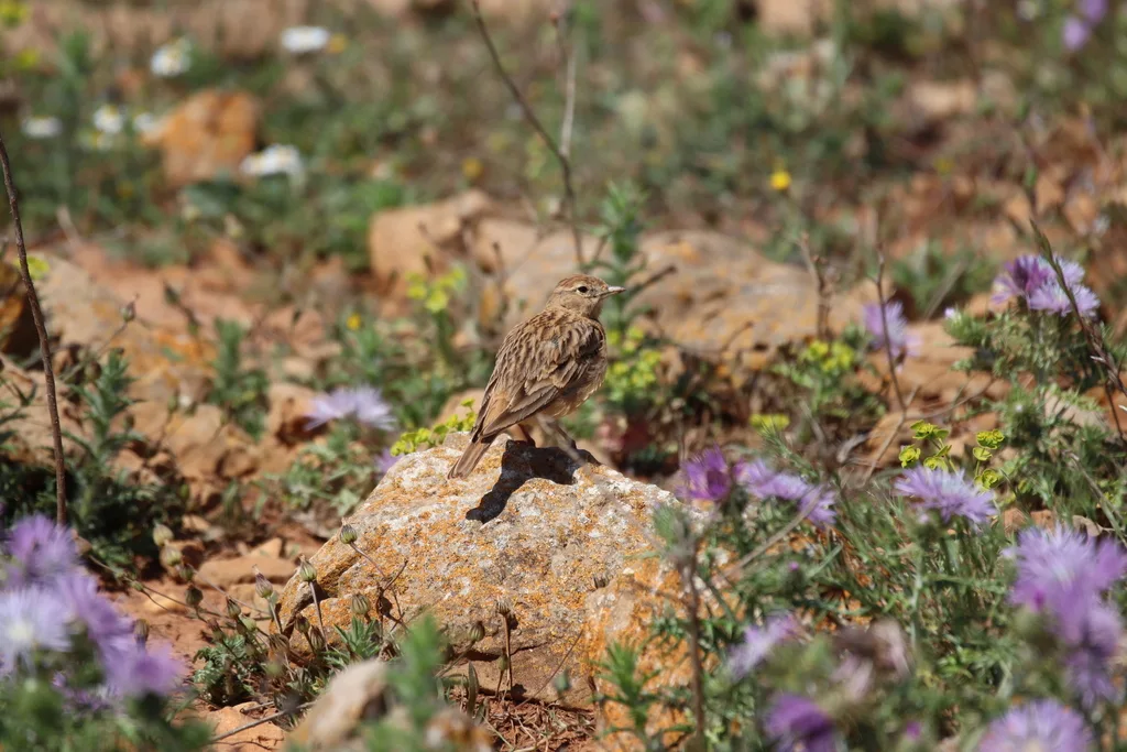 大短趾百灵(Calandrella brachydactyla)