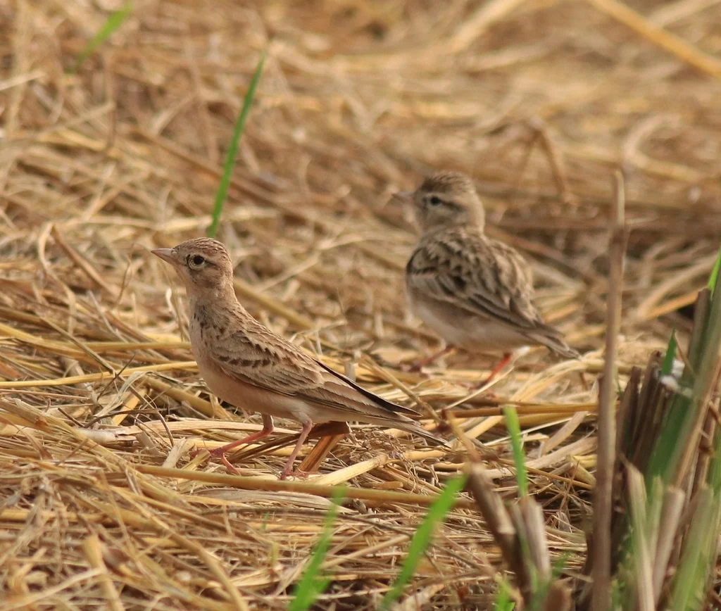 蒙古短趾百灵(Calandrella dukhunensis)