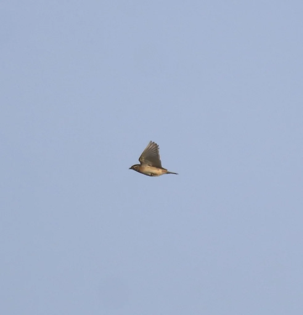 蒙古短趾百灵(Calandrella dukhunensis)