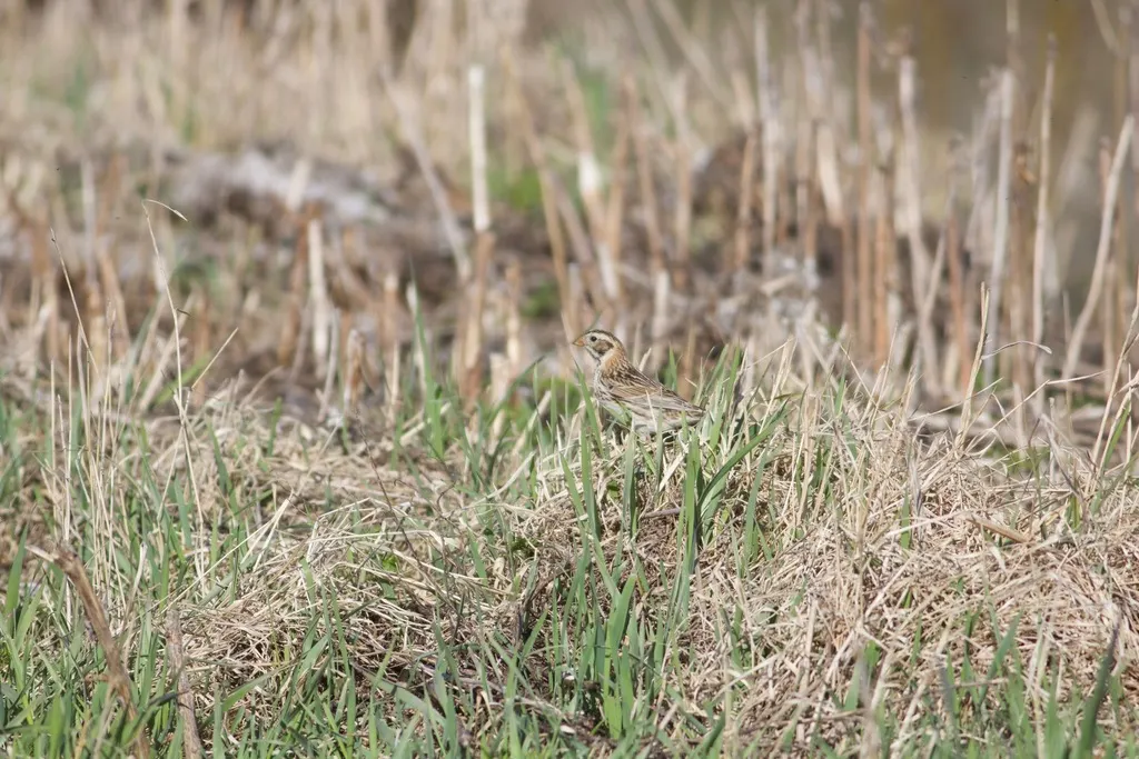 铁爪鹀(Calcarius lapponicus)
