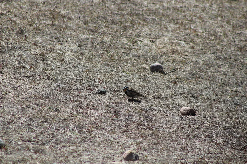 栗领铁爪鹀(Calcarius ornatus)