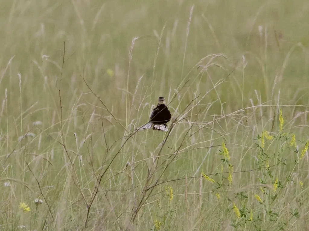 栗领铁爪鹀(Calcarius ornatus)