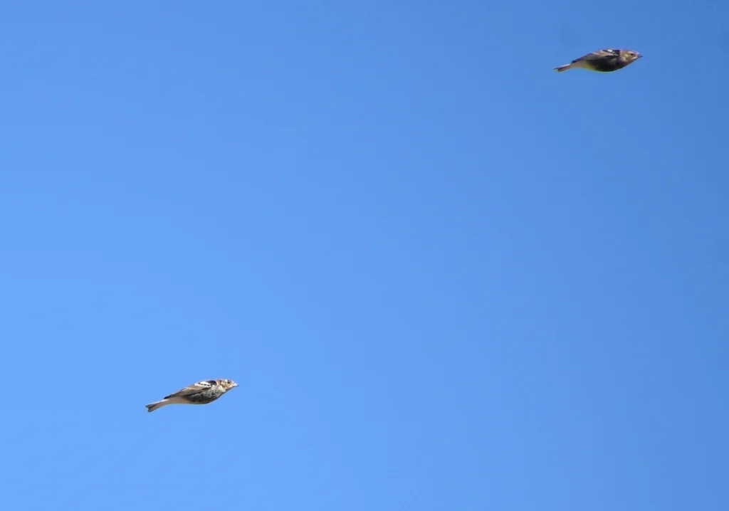 栗领铁爪鹀(Calcarius ornatus)