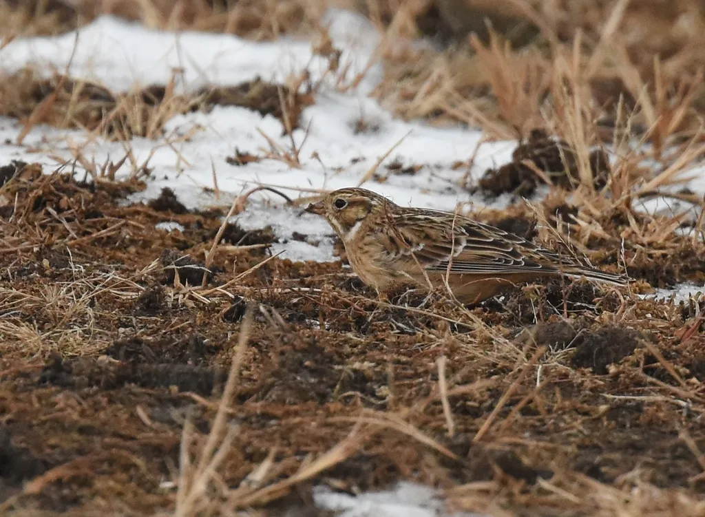 黄腹铁爪鹀(Calcarius pictus)