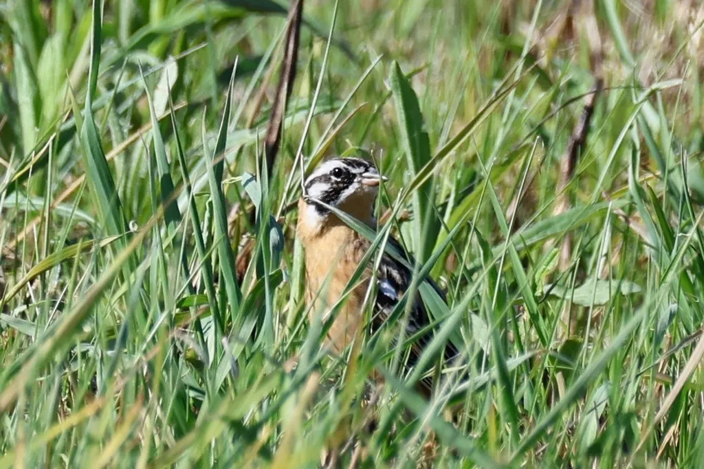 黄腹铁爪鹀(Calcarius pictus)