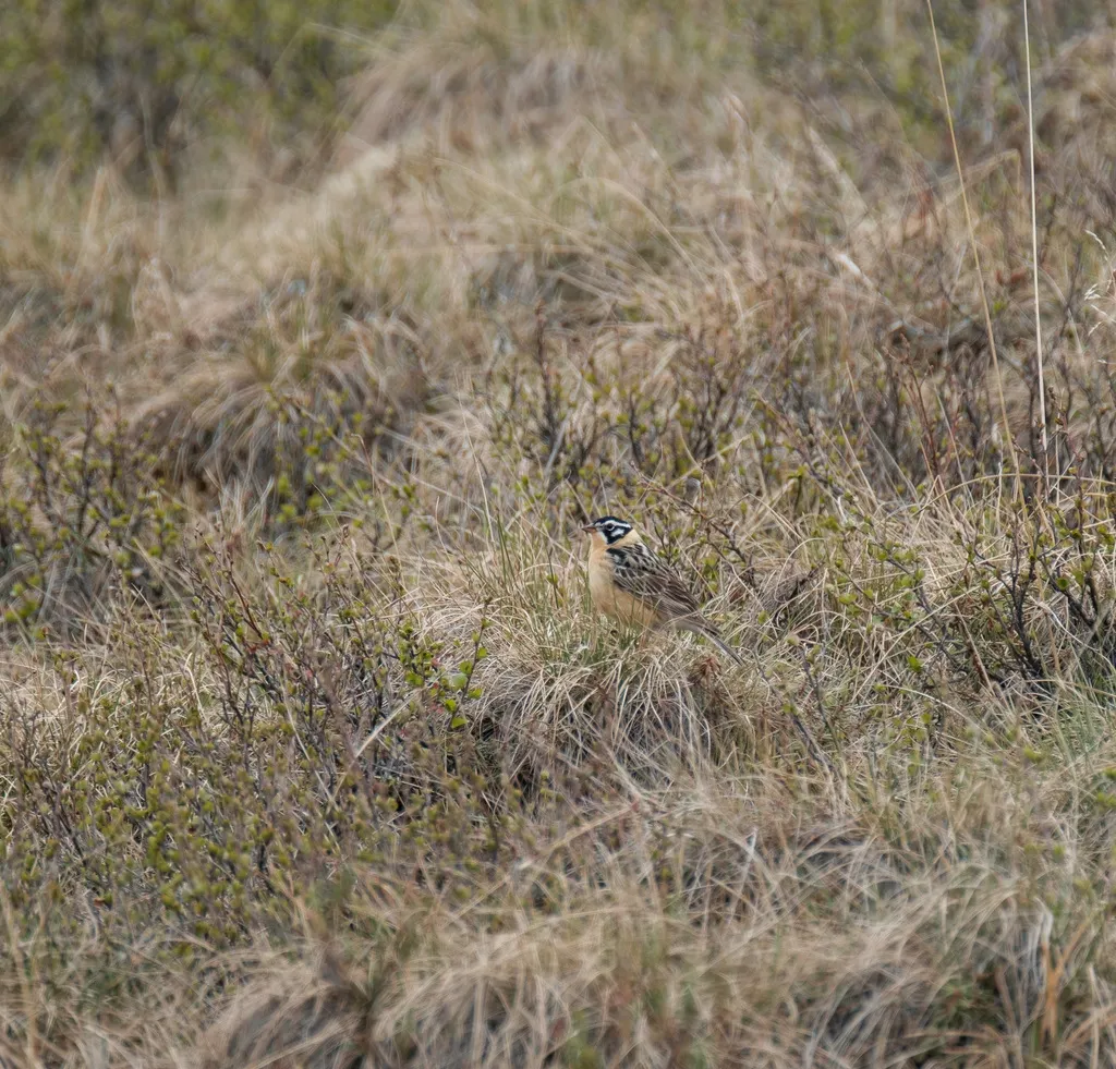 黄腹铁爪鹀(Calcarius pictus)