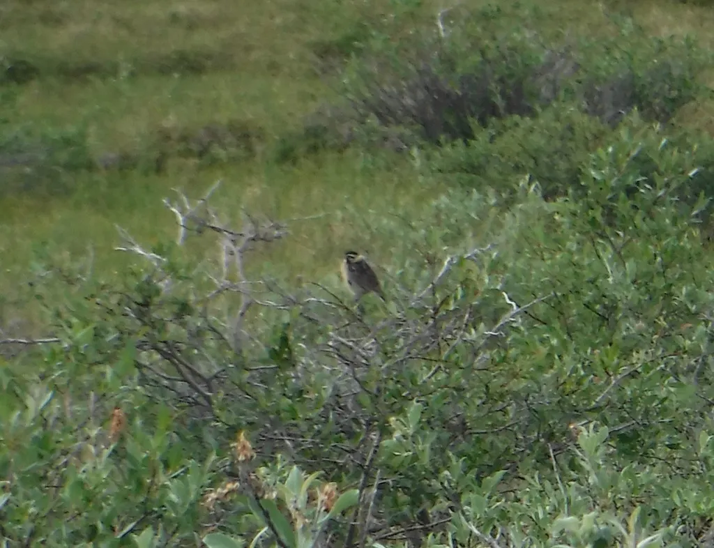 黄腹铁爪鹀(Calcarius pictus)