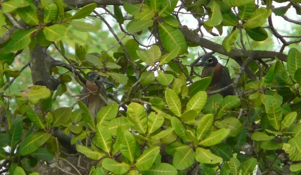 白背夜鹭(Calherodius leuconotus)