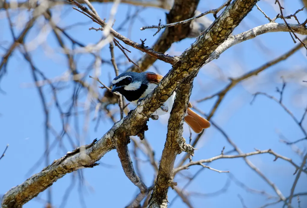红尾钩嘴鵙(Calicalicus madagascariensis)