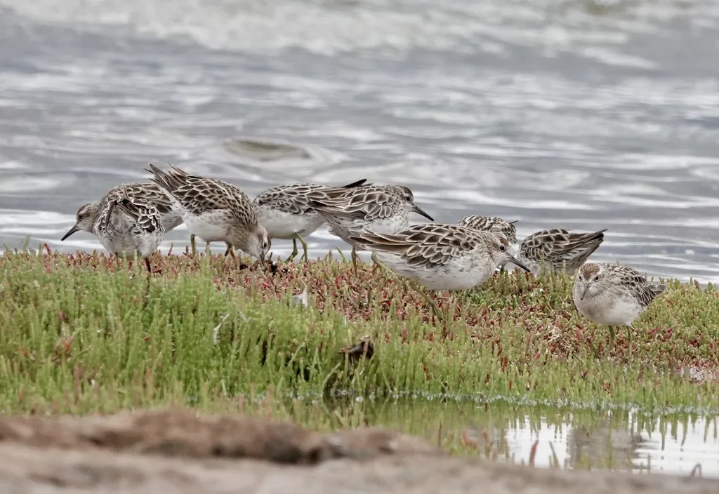 尖尾滨鹬(Calidris acuminata)