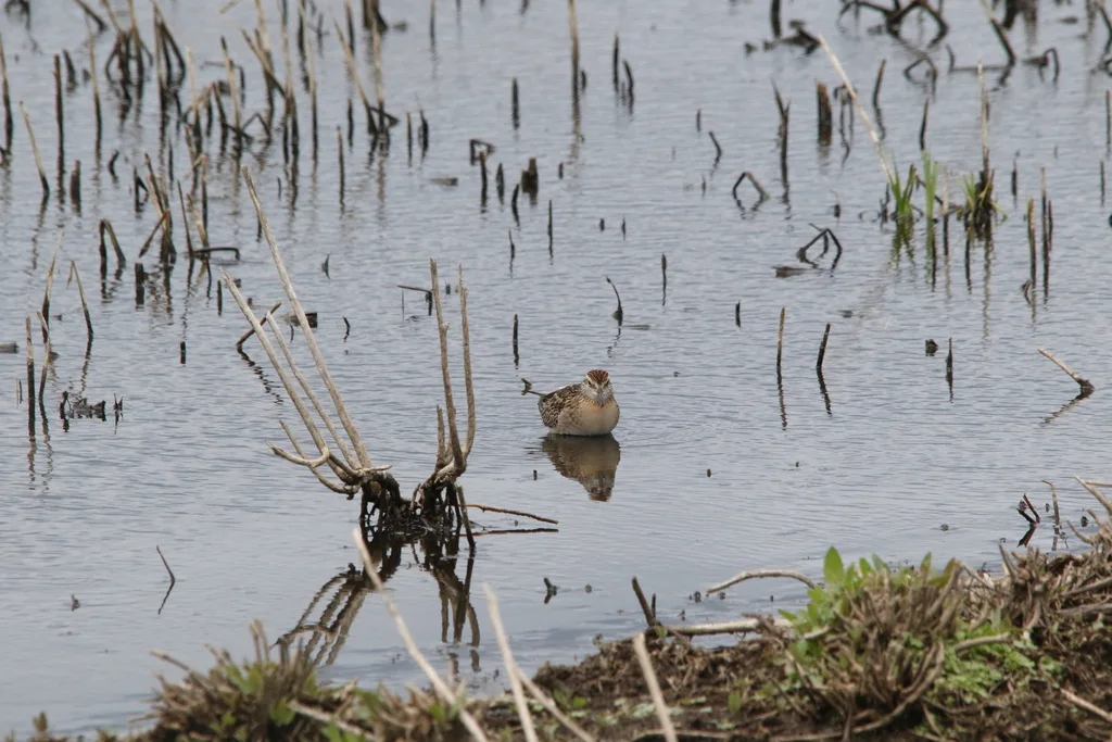 尖尾滨鹬(Calidris acuminata)