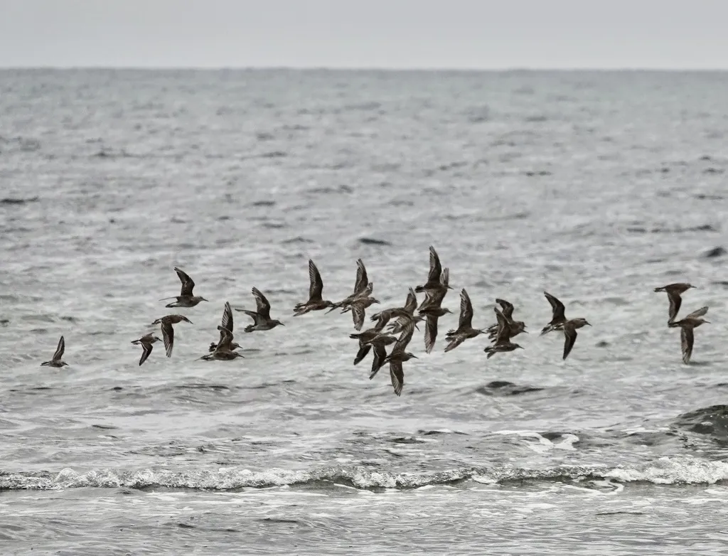尖尾滨鹬(Calidris acuminata)
