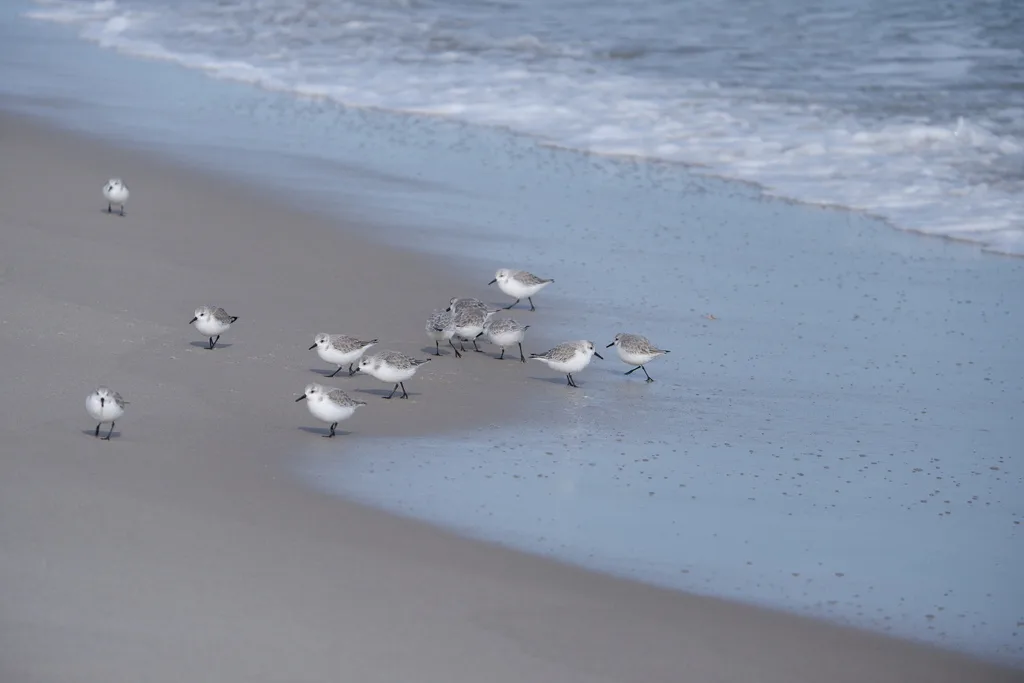 三趾滨鹬(Calidris alba)