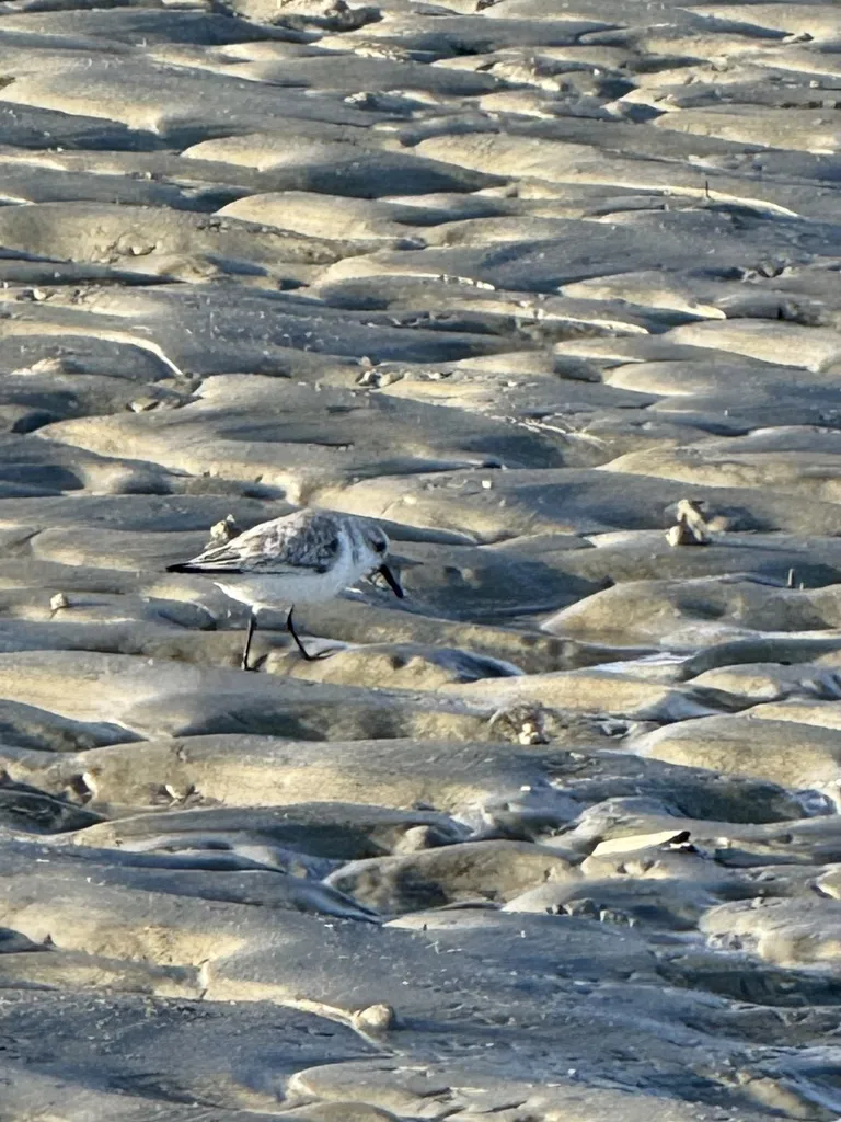三趾滨鹬(Calidris alba)