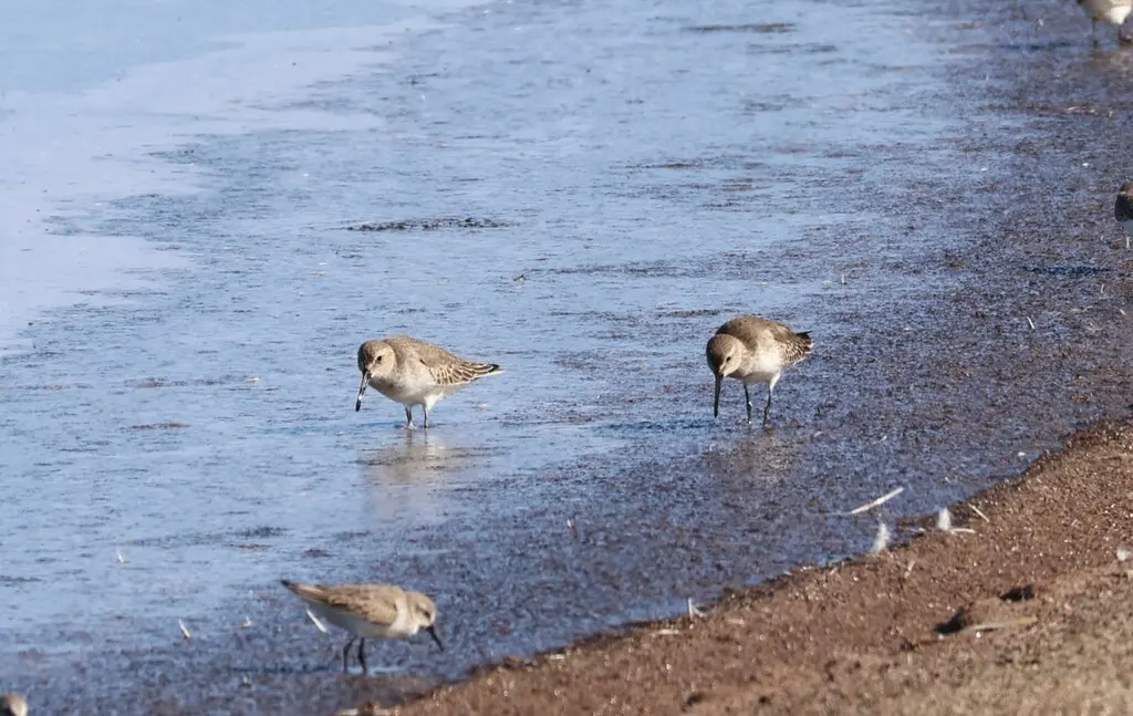 黑腹滨鹬(Calidris alpina)