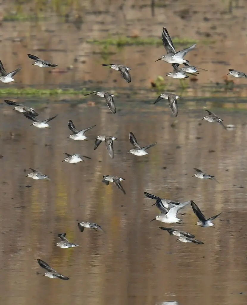 黑腹滨鹬(Calidris alpina)