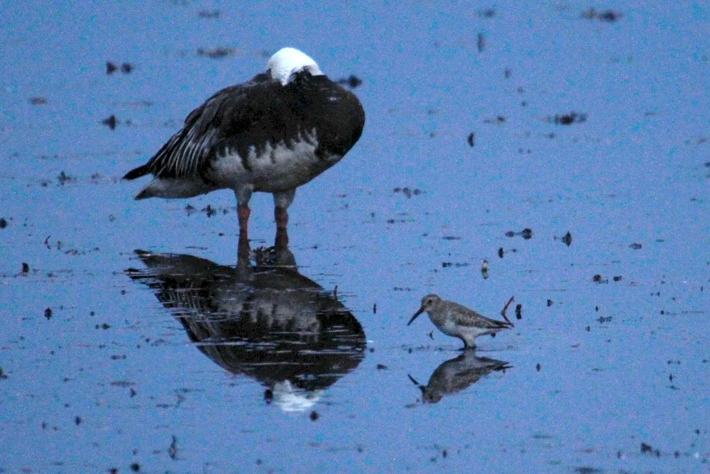黑腹滨鹬(Calidris alpina)