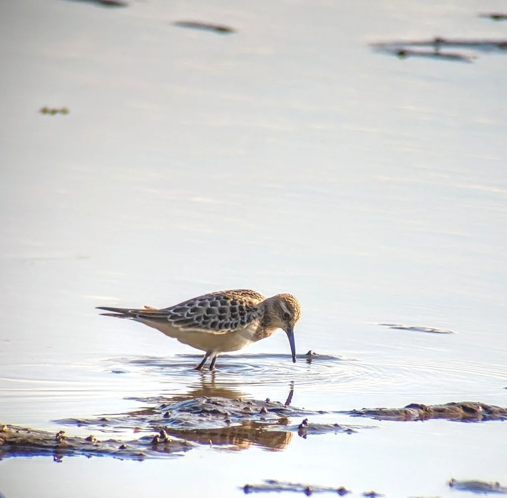 黑腰滨鹬(Calidris bairdii)