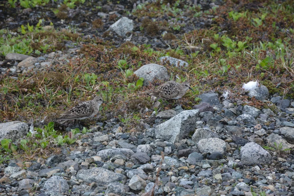 黑腰滨鹬(Calidris bairdii)