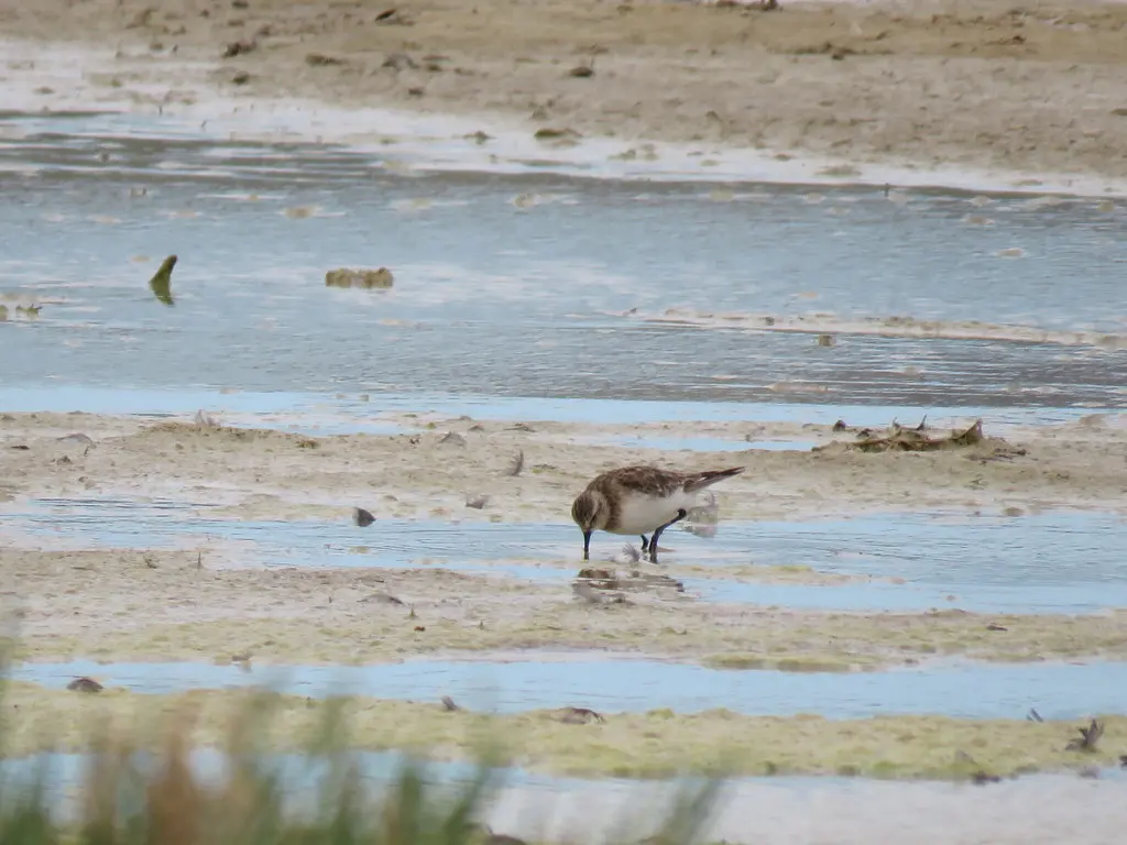 黑腰滨鹬(Calidris bairdii)